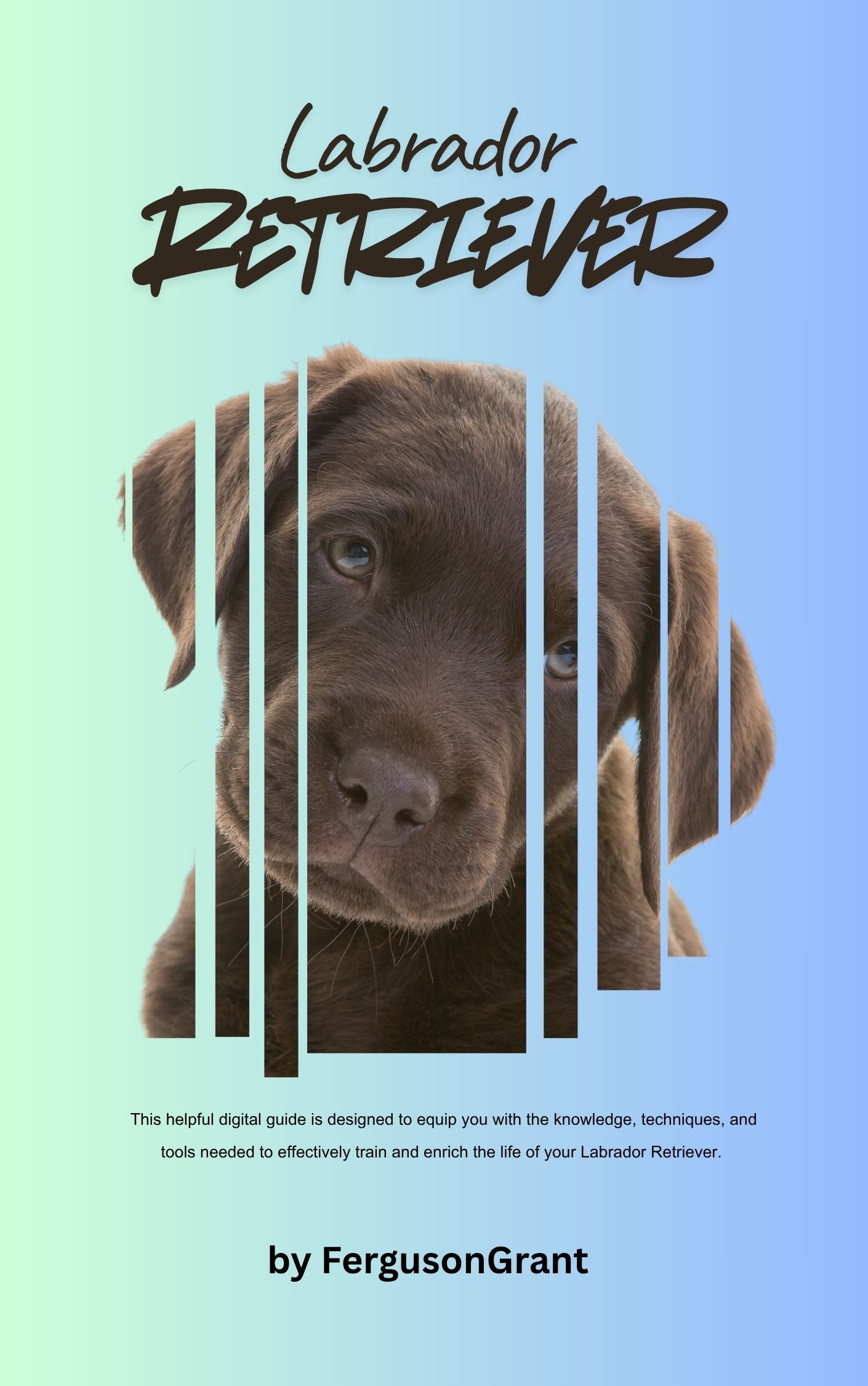 My New Labrador Retriever Training